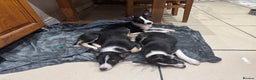 Border Collie dogs for sale: For sale 3 GILR border collie  - Advert 4