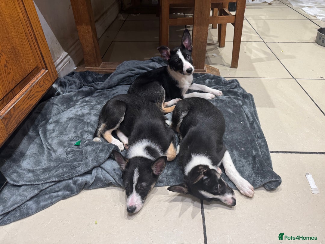 Border Collie dogs for sale: For sale 3 GILR border collie  - Advert 4