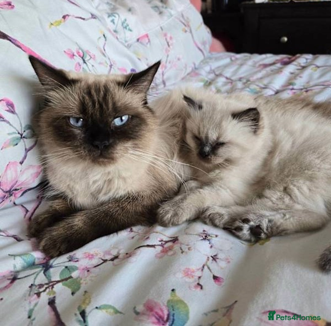 Ragdoll cats for sale: active pure Ragdoll kittens for sale - Image 5