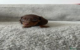 Dachshund dogs for sale: Beautiful dachshund puppies  - Image 13
