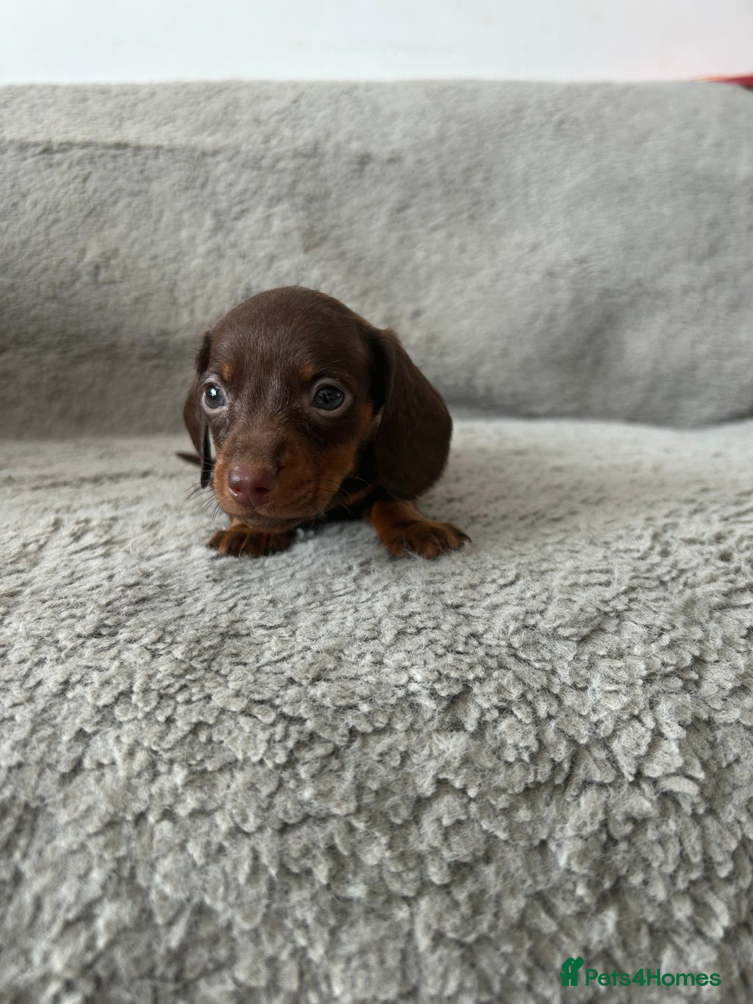 Dachshund dogs for sale: Beautiful dachshund puppies  - Image 13