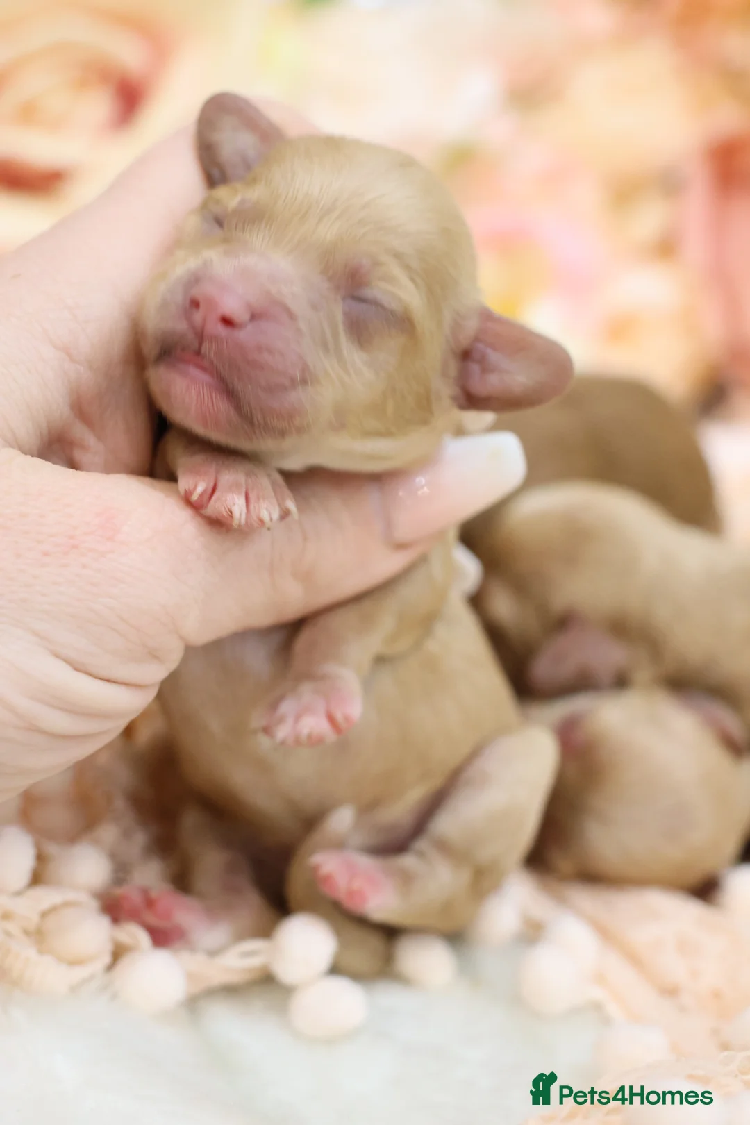 Cavapoo dogs for sale: Health Tested Cavapoo Puppies - Advert 15