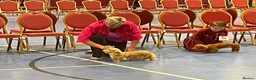 Miniature Dachshund dogs for sale: Miniature Dachshunds Longhaired - Advert 6