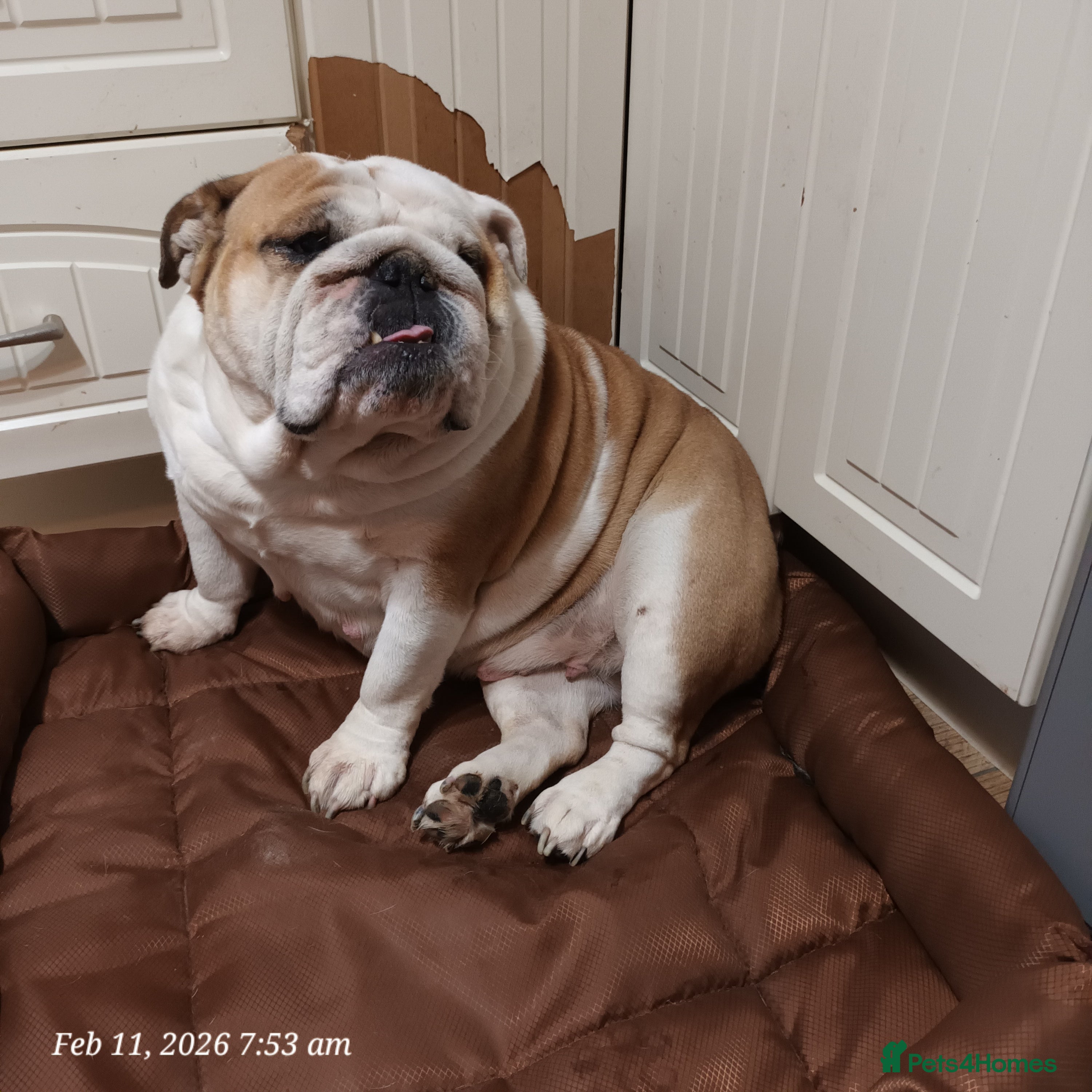 English Bulldog dogs Bella - Advert 2