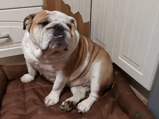 English Bulldog dogs Bella - Advert 2