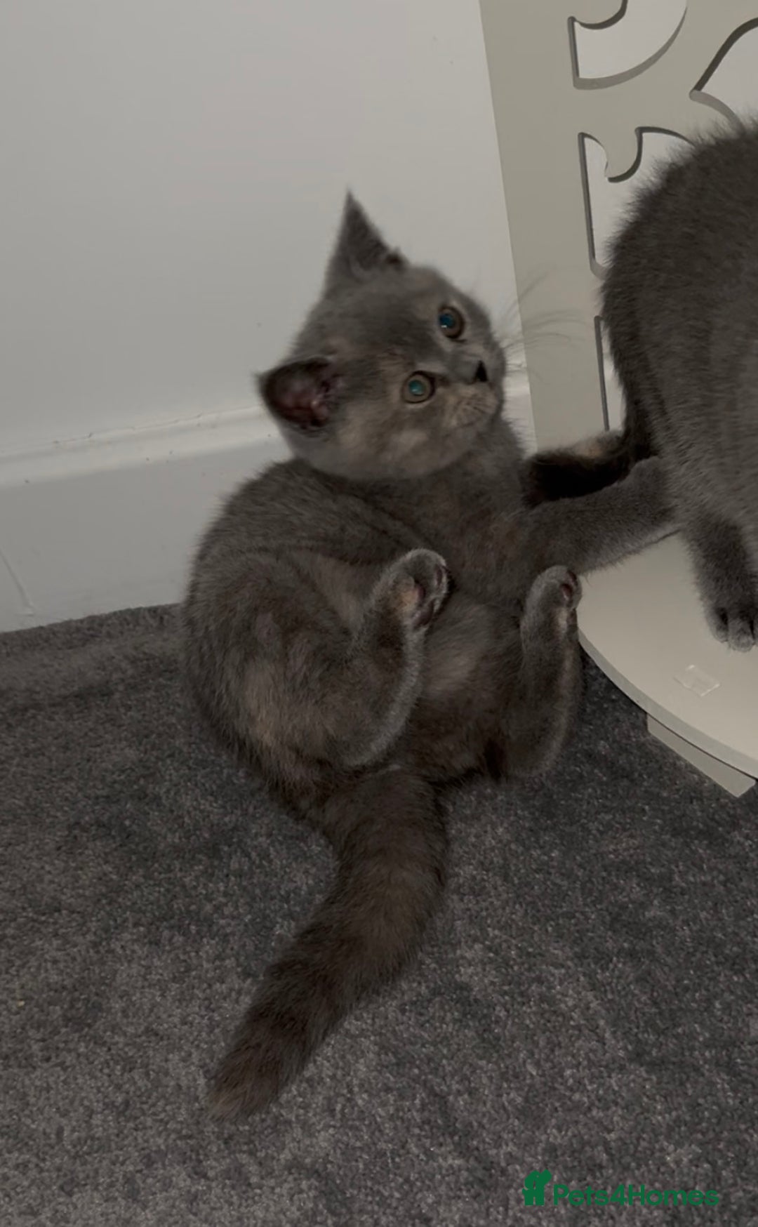 British Shorthair cats for sale: Stunning BSH furry babies all reserved  - Advert 14