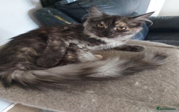 Maine Coon cats for sale: Maine coon - Image 6