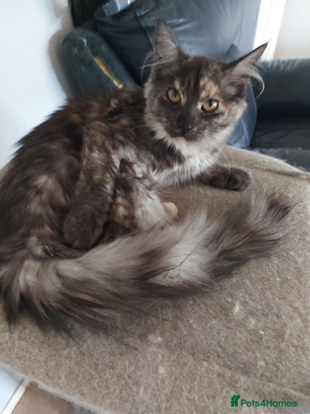 Maine Coon cats for sale: Maine coon - Image 6