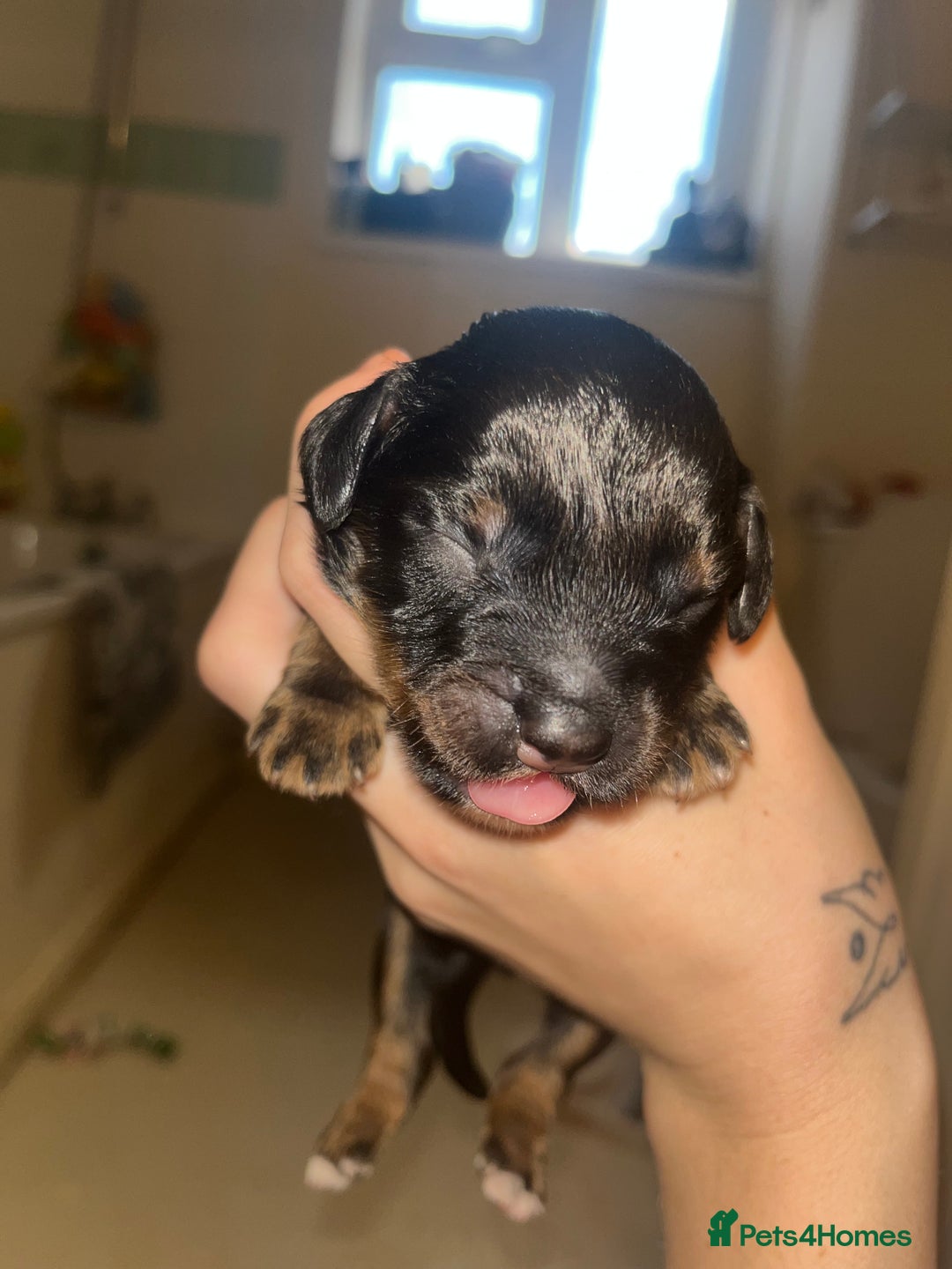 Sproodle dogs for sale: Sproodle puppies - Advert 12