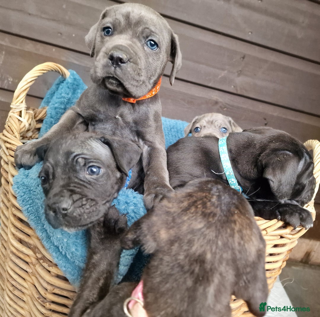Mixed Breed dogs for sale: Cane Corso X Neapolitan Mastiff mix pups for sale - Advert 1