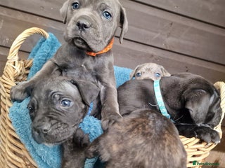 Mixed Breed dogs Cane Corso X Neapolitan Mastiff mix pups for sale - Advert 8
