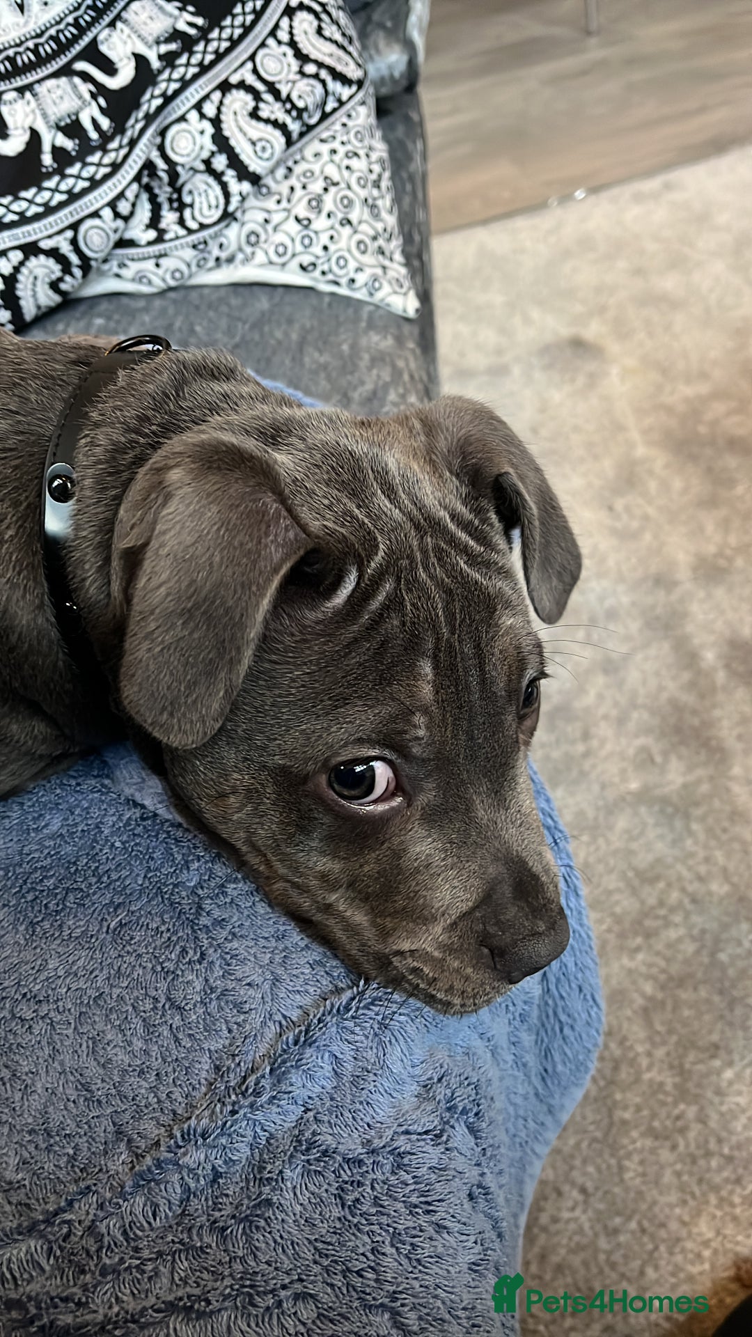 Staffordshire Bull Terrier dogs for sale: Yogi Bear 3 1/2 months old male Staff pup.  - Advert 2