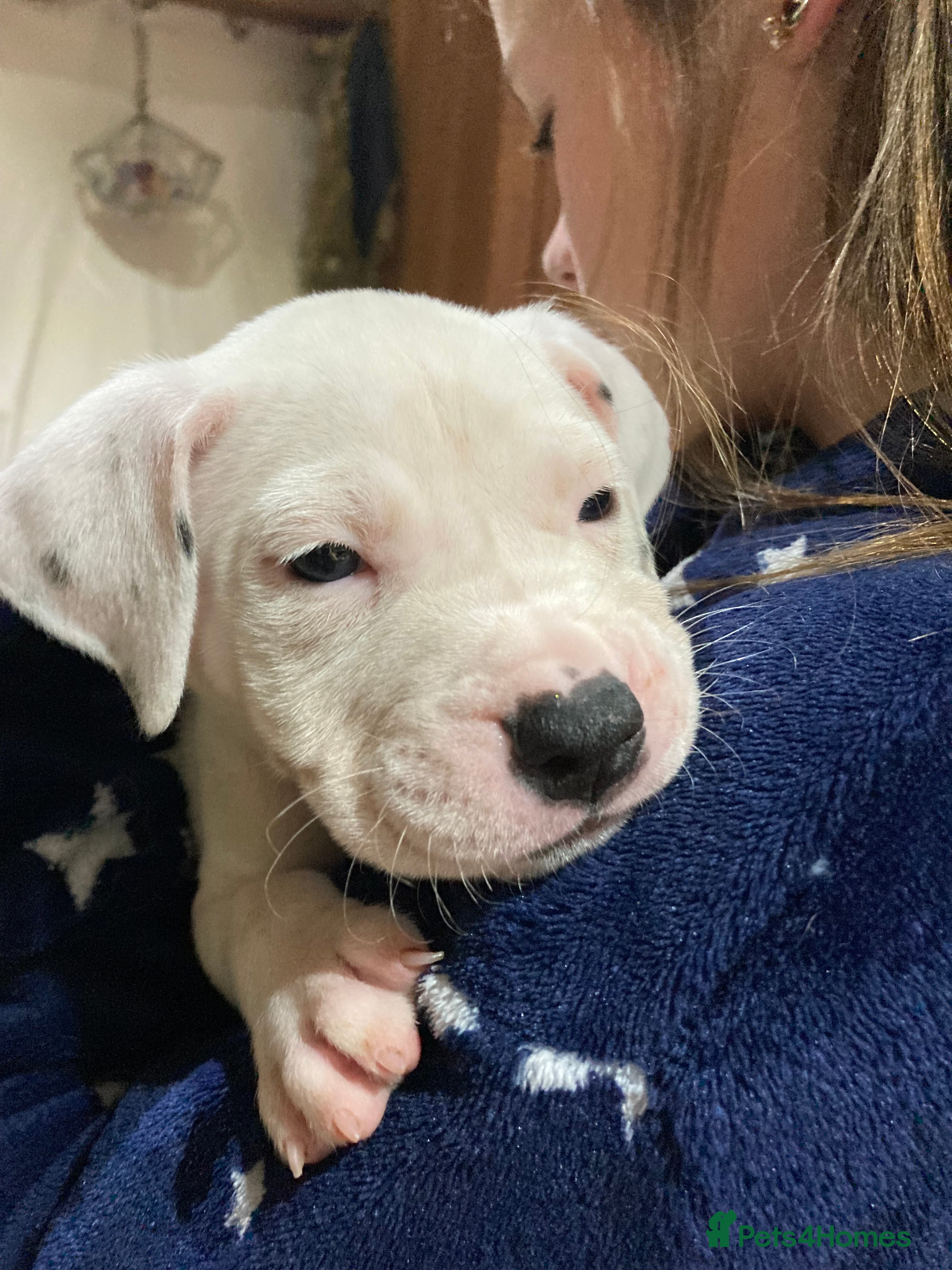 Mixed Breed dogs Mastiff x Staffy Puppies  - Advert 2