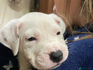 Mixed Breed dogs Mastiff x Staffy Puppies - Advert 9