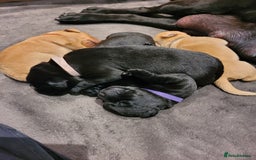 Labrador Retriever dogs for sale: Beautiful pedigree puppies ready 30th Sept - Image 13