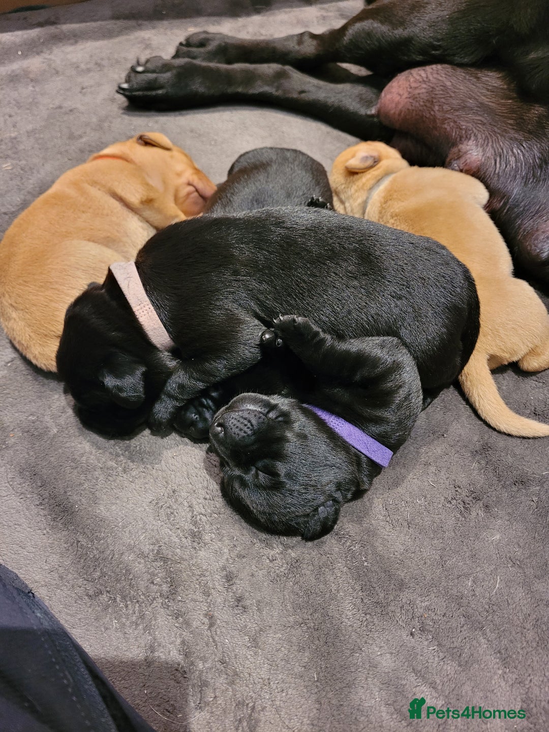Labrador Retriever dogs for sale: Beautiful pedigree puppies ready 30th Sept - Image 13