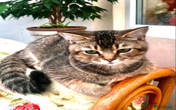 Scottish Fold cats for sale: Scottish Fold Male Kitten Straight Ears in Boston - Image 13