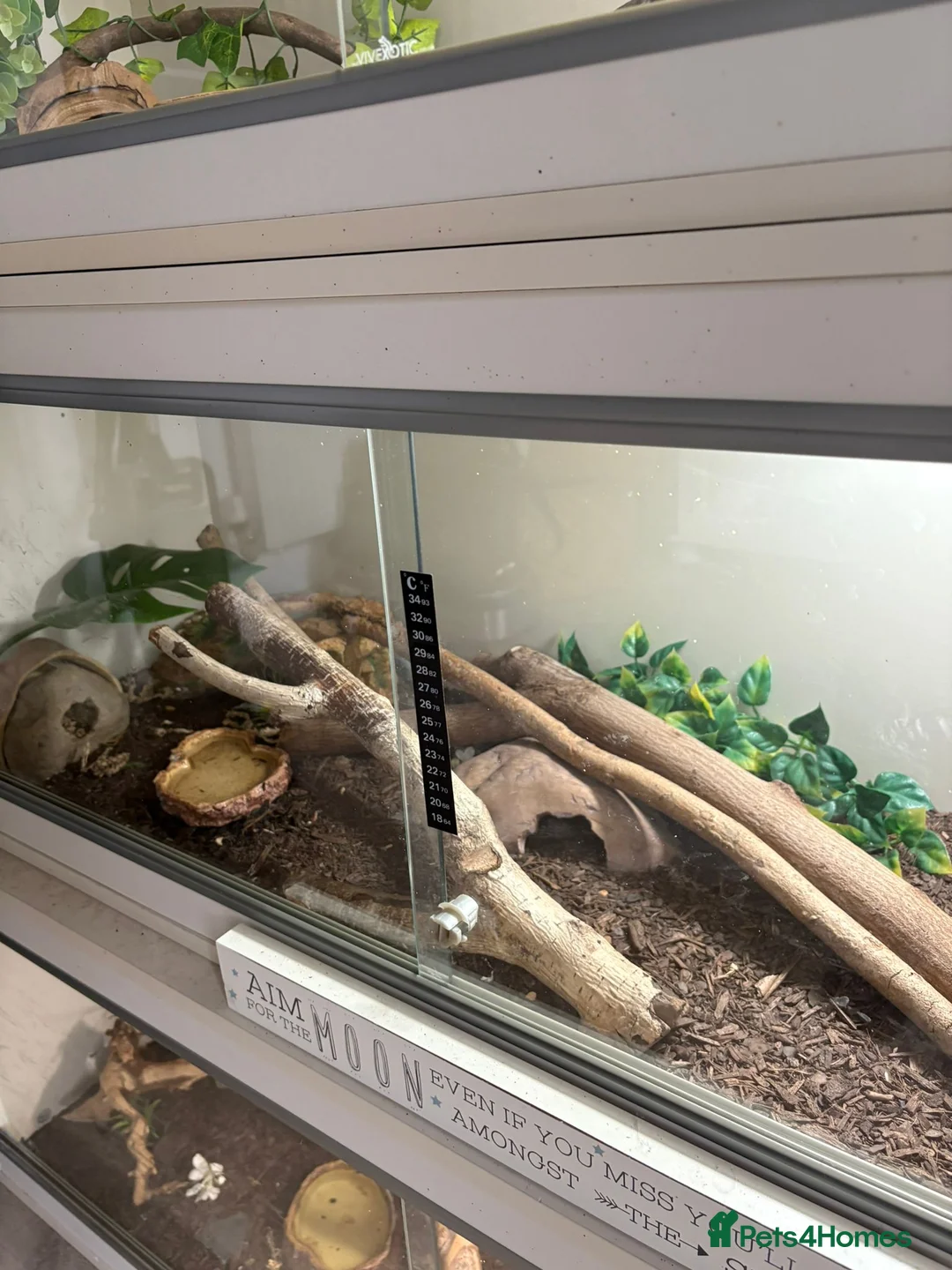 Leopard Gecko reptiles for sale: White Blizzard female leopard gecko 4 years old - Advert 3