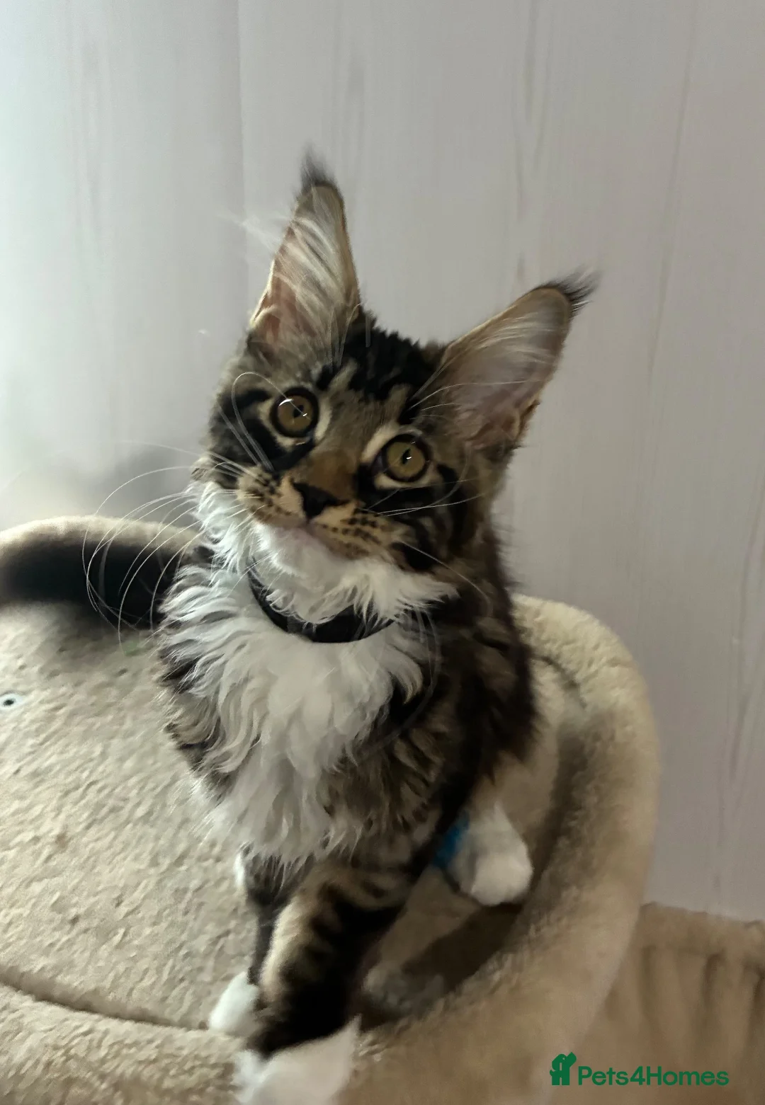 Maine Coon cats for sale: TICA registered Maine coon - Advert 3
