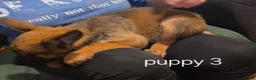 Belgian Shepherd Dog dogs for sale: Belgian Malinois Puppies for Sale- 11 weeks old - Advert 26
