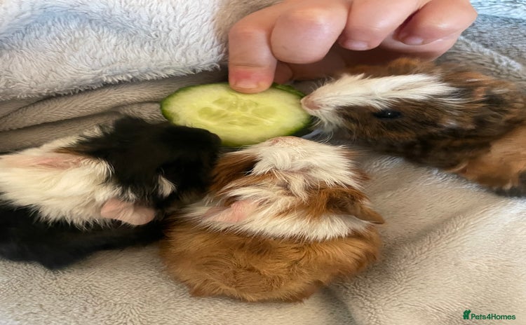Guinea Pig rodents - Advert 4