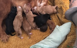 Cocker Spaniel dogs for stud: PROVEN KC Registered Roan Cocker Spaniel for Stud  - Image 4