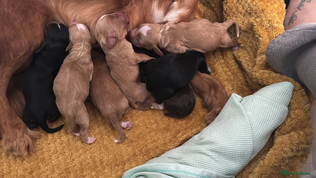 Cocker Spaniel dogs for stud: PROVEN KC Registered Roan Cocker Spaniel for Stud  - Image 4