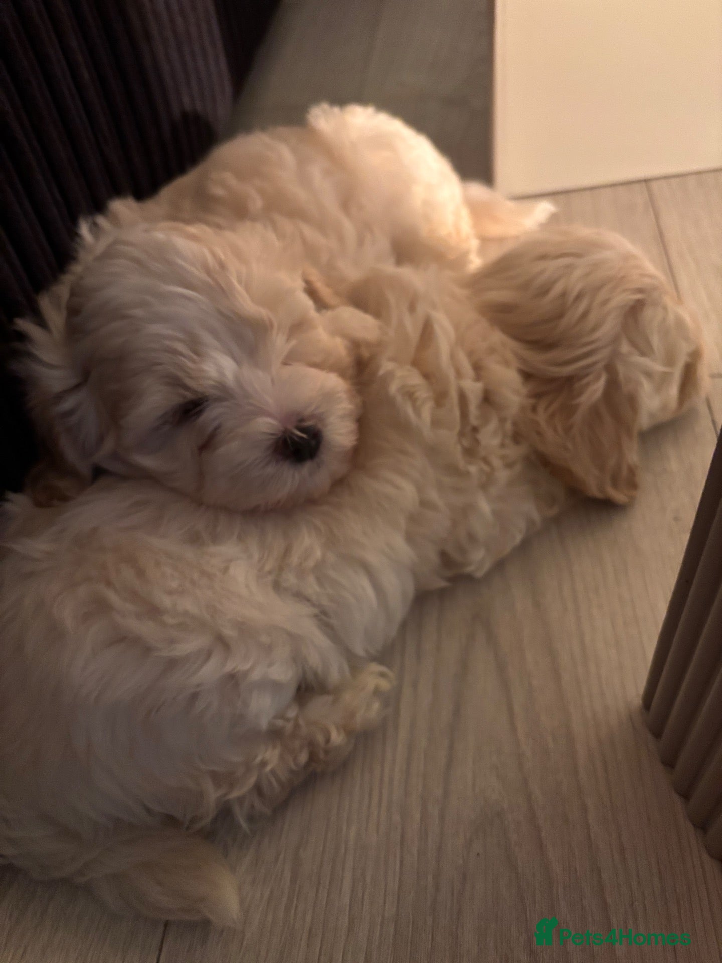 Maltipoo dogs Toy mailtipoos outstanding 1 boy 1 girl - Advert 2