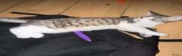 Domestic Shorthair cats for sale: 3mo Kittens: Vet Checked & Litter Trained - Advert 4