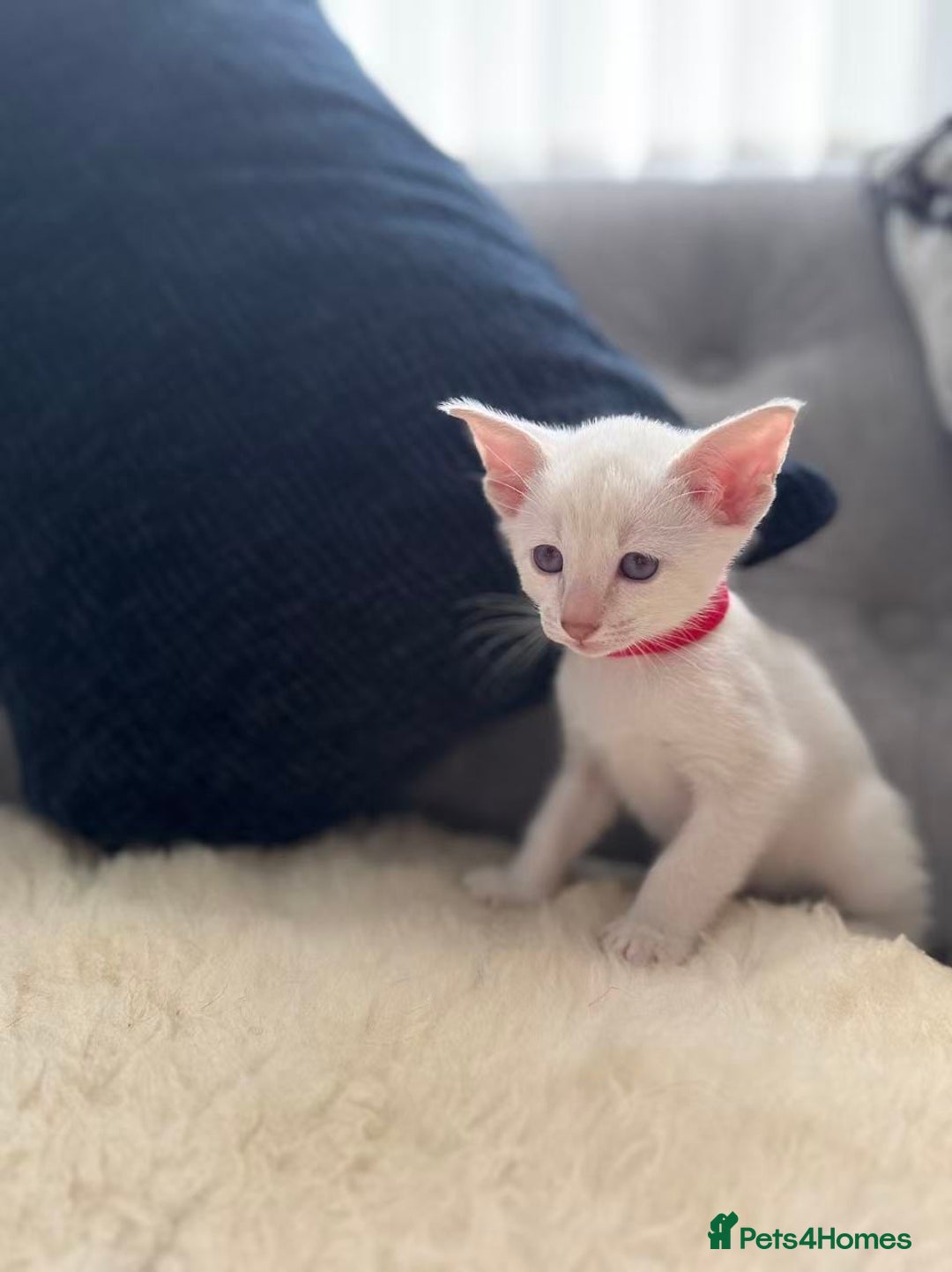 Siamese cats for sale: Beautiful Siamese Kittens – Ready February - Advert 4