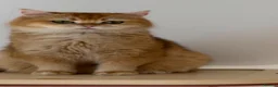 British Shorthair cats for sale: British Shorthair Golden kittens  - Advert 33