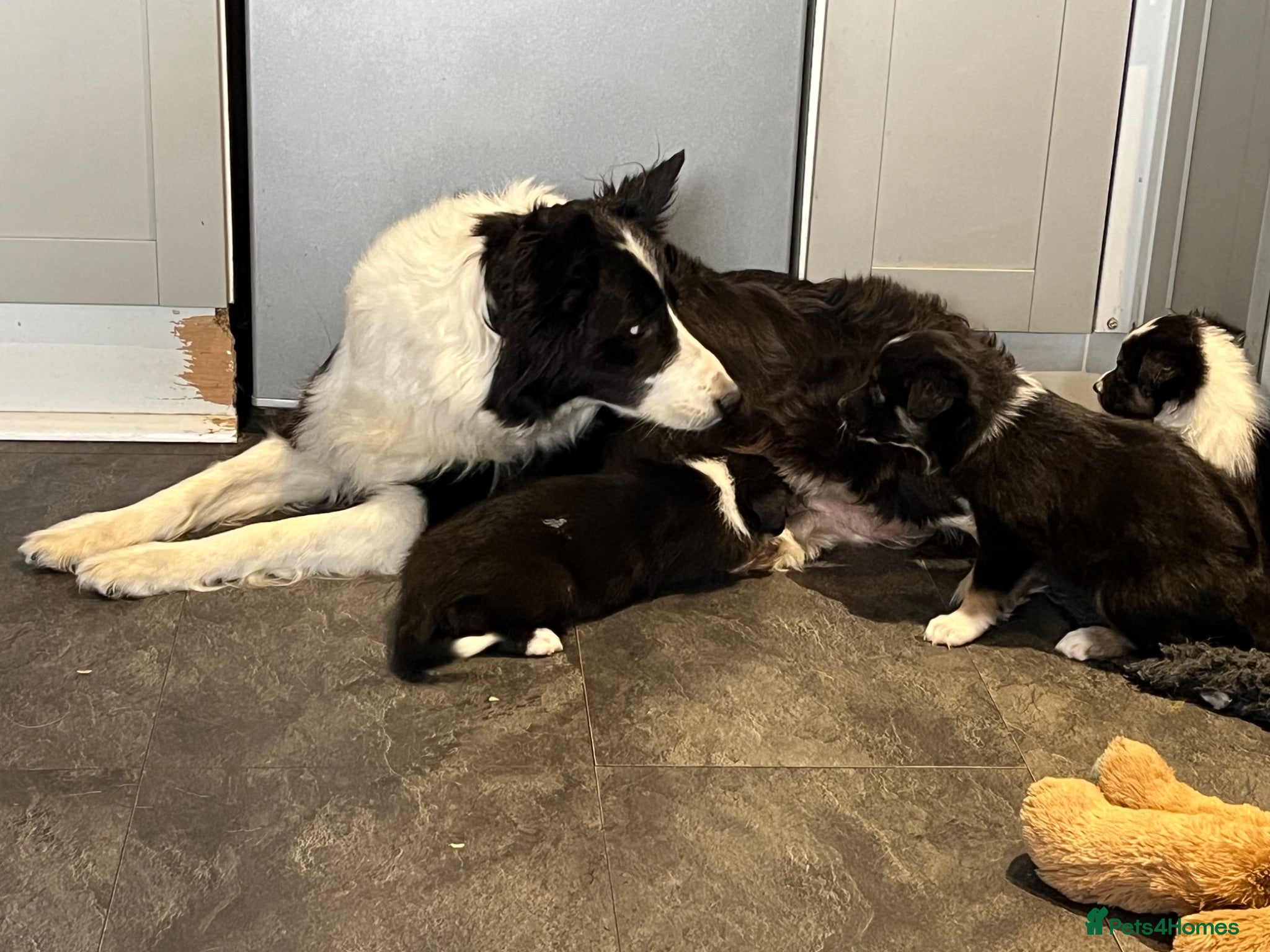Border Collie dogs Beautiful border collie puppies  - Advert 1