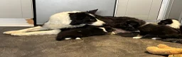 Border Collie dogs for sale: Beautiful border collie puppies  - Advert 10