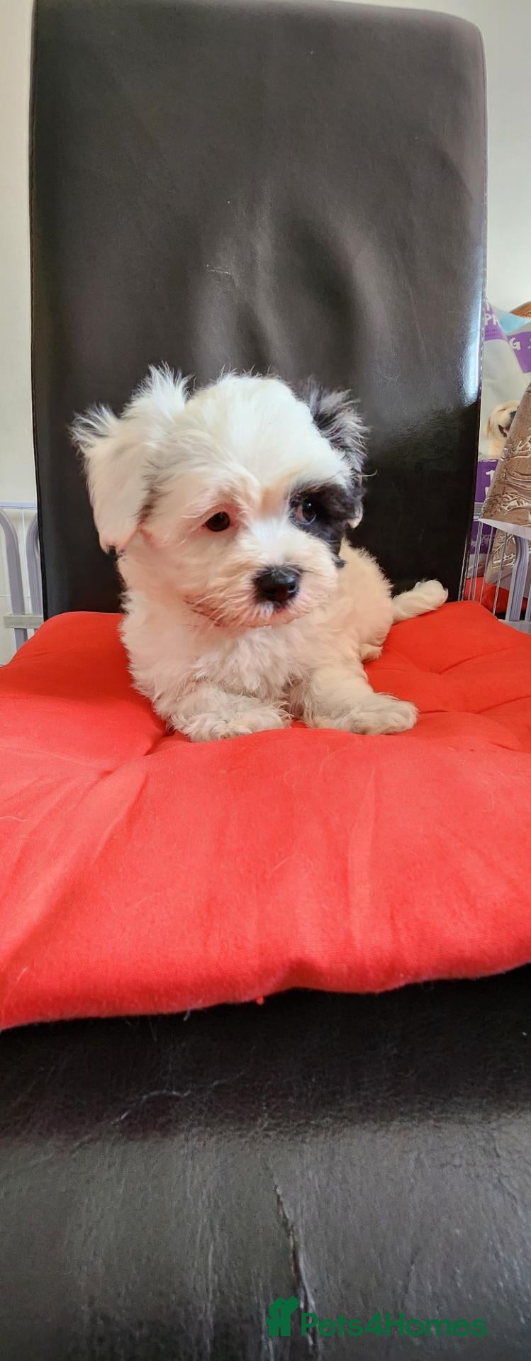 Bichon Frise dogs Bichon Frise & Bichon Maltese - Advert 1