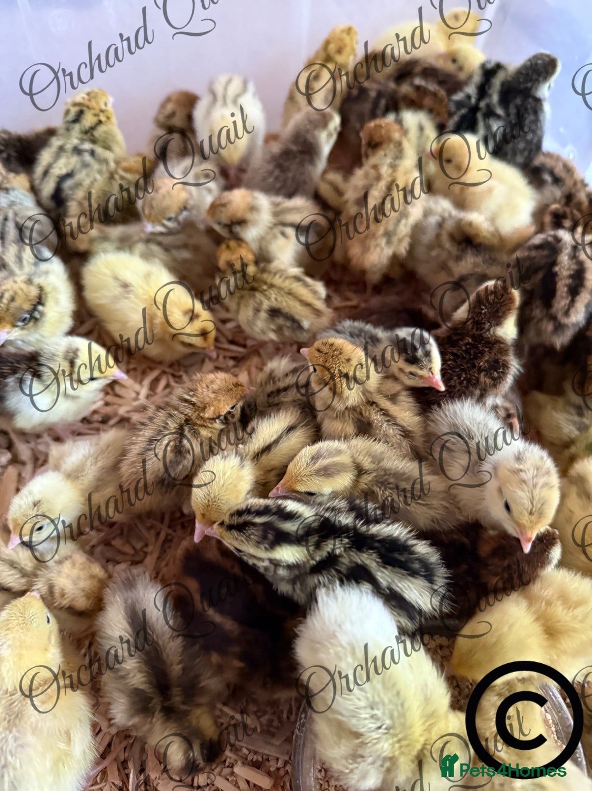 Quail poultry Coturnix Quail chicks  - Advert 1