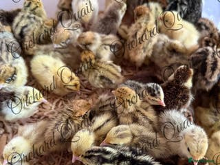 Quail poultry Coturnix Quail chicks - Advert 1