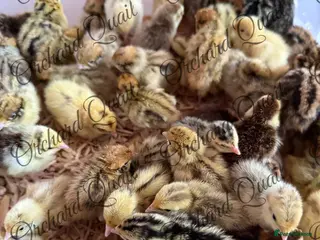 Quail poultry Coturnix Quail chicks - Advert 10