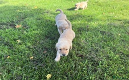 Labrador Retriever dogs for sale: Labrador puppies - Image 5