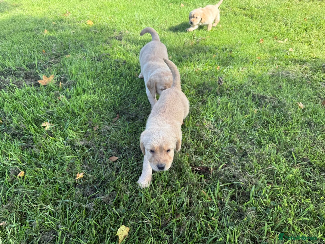 Labrador Retriever dogs for sale: Labrador puppies - Image 5