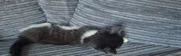 Mixed Breed cats for sale: Gorgeoeus mixed Breed kittens - Advert 14