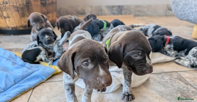 German Shorthaired Pointer dogs in Castle Douglas - Advert 2