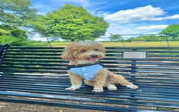 Maltipoo dogs for sale: Beautiful F1B Toy Size Maltipoo Puppies - Image 22