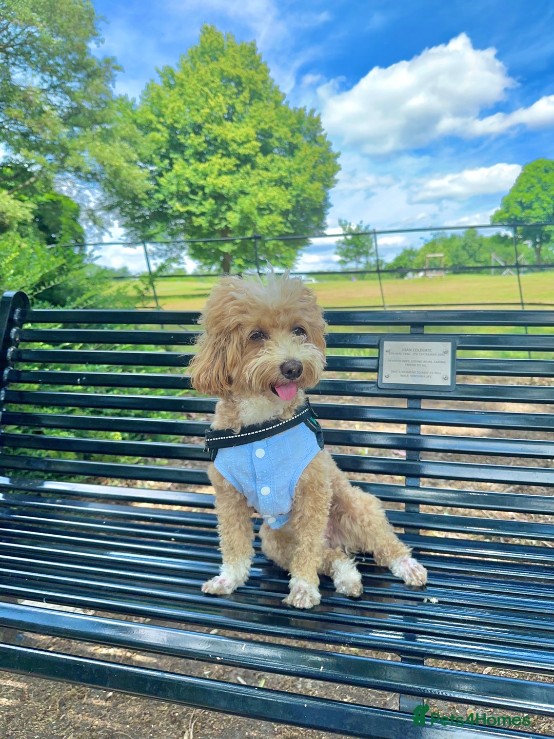 Maltipoo dogs for sale: Beautiful F1B Toy Size Maltipoo Puppies - Image 22