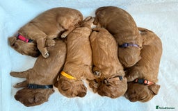 Cockapoo dogs for sale: Health Tested Miniature Cockapoo’s  - Image 3