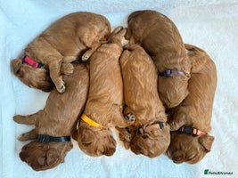 Cockapoo dogs - Advert 9