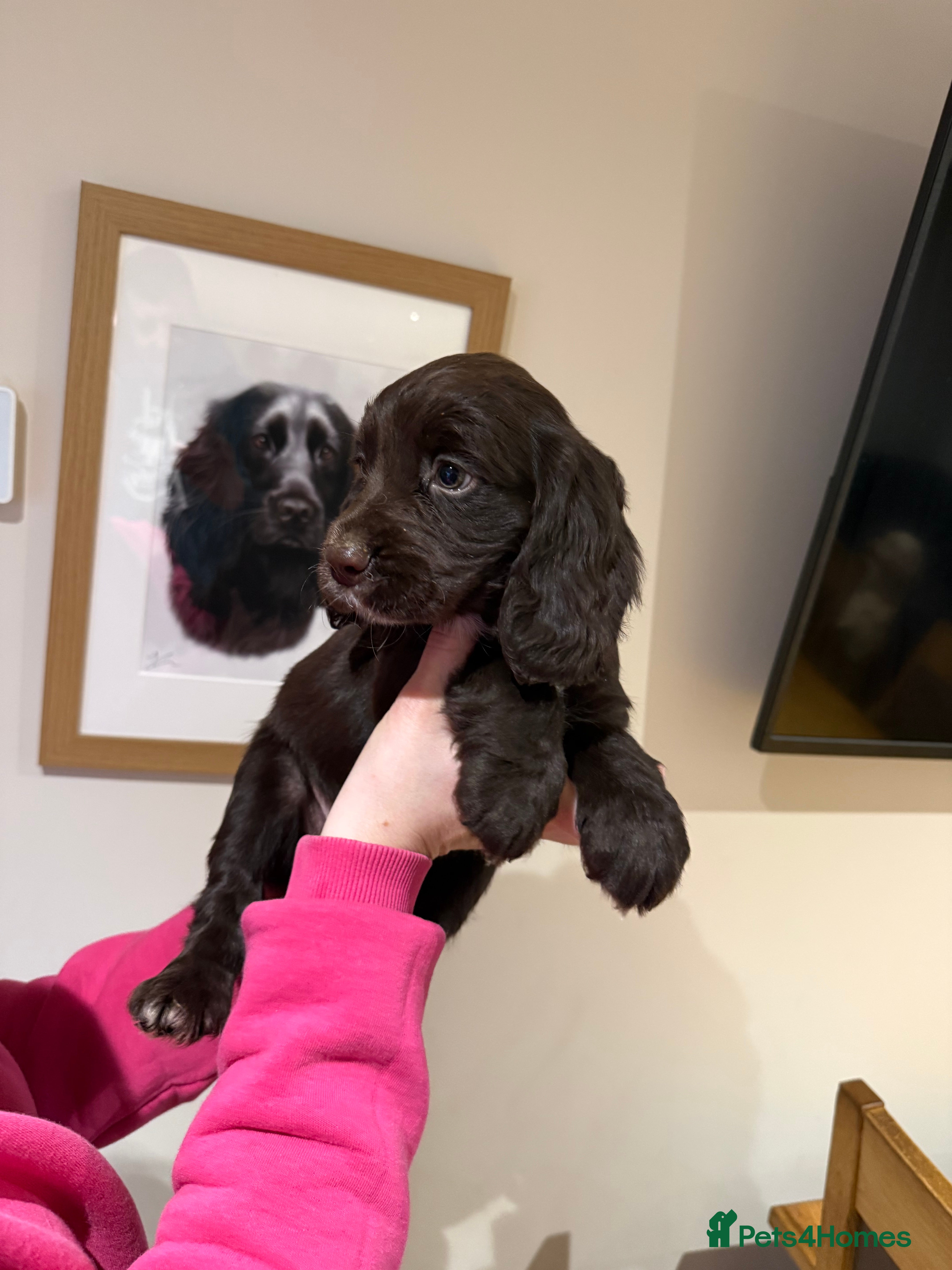 Cocker Spaniel dogs STUNNING COCKER SPANIELS - Advert 17