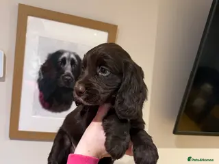 Cocker Spaniel dogs STUNNING COCKER SPANIELS - Advert 17