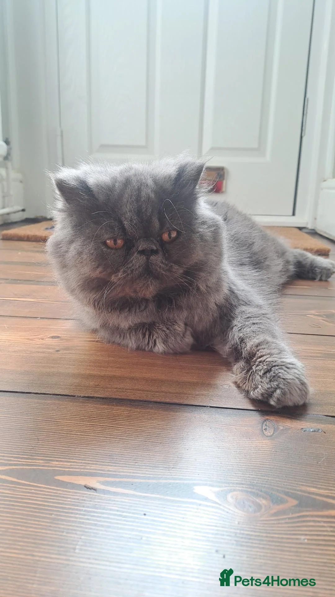 Persian cats for stud: GCCF proven blue stud. - Advert 6