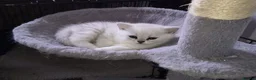 British Shorthair cats for sale: Beautiful BSH kitten ready to go - Advert 2