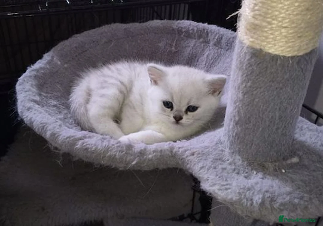 British Shorthair cats for sale: Beautiful BSH kitten ready to go - Advert 2